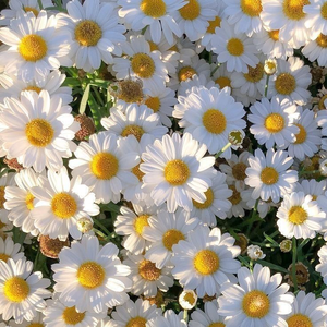 cutedaisy