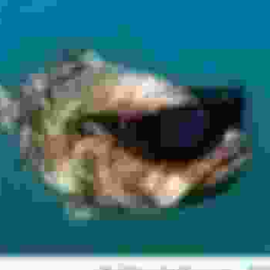 MalicFic