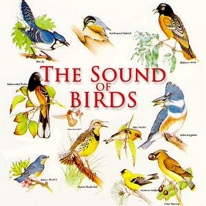 Image for 'The Sound Of Birds'