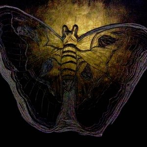 Image for 'Moths'