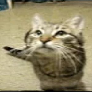 “the cat from ipanema”的封面