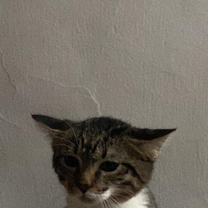 estmem