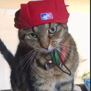 KittyKatMeowBar