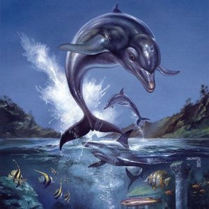 “Ecco the Dolphin CD”的封面