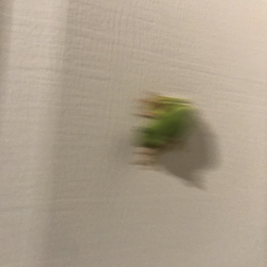 smooshandinga