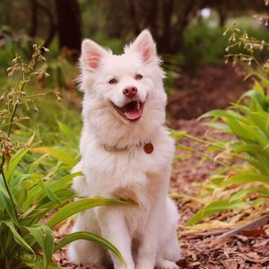 Zdjęcia dla 'Excite Your Dog'