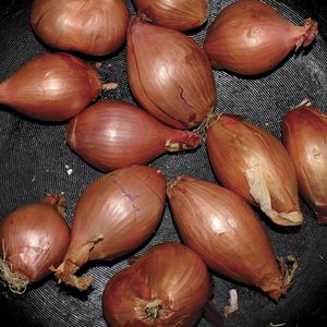 Image for 'Fried Shallots'