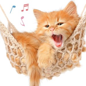 Image for 'Cat Music Experience'