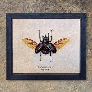 “Insectenleven”的封面