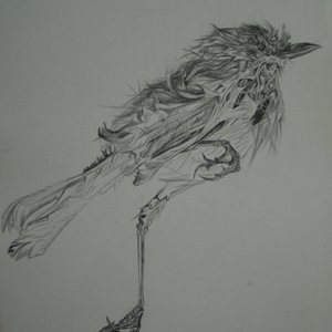 Image for 'Manticle'