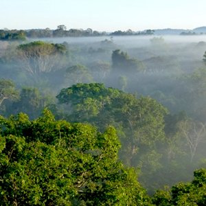 Imagem de 'Sonidos De La Selva'