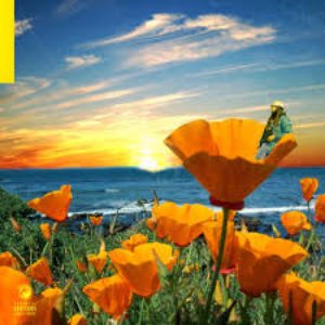 'California Poppy 2' için resim