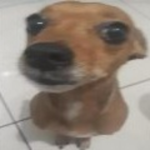 isfpedro