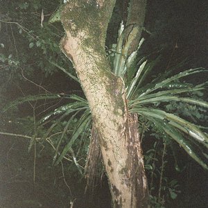 Image for 'Mangrove'