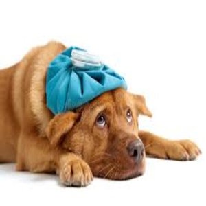 Image for 'Sick Like a Dog'