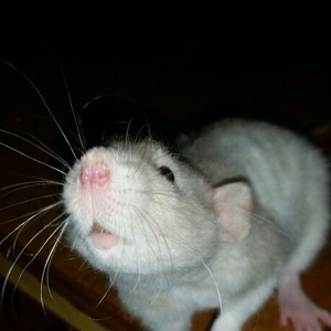 ratonilda