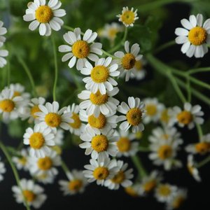Imagem de 'Garden of Tiny Flowers'
