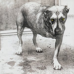 Image for 'Alice in Chains'