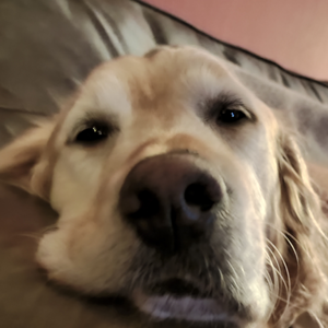 MontyDogCool