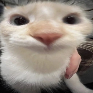 c4tt7
