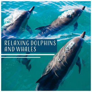 Image pour 'Relaxing Dolphins and Whales – Sounds of the Sea, Ocean, Waves, Underwater Ambience, Background for Sleep'