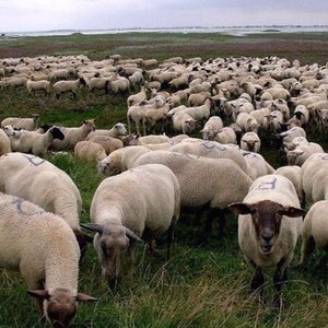 'Grey Sheep EP' için resim