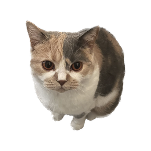 luc
