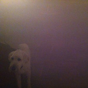 Immagine per 'Dog In The Fog - 'Replica' Collaborations & Remixes'