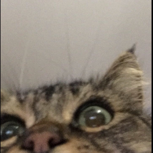 fimpy