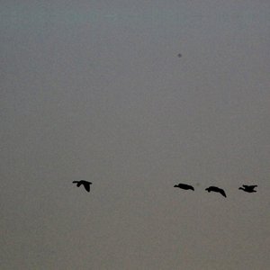 Image for '40ft to go'