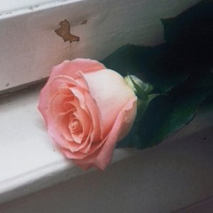 Image for 'Blooom'