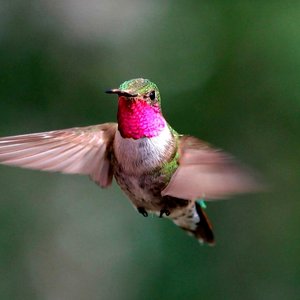 Bild för 'Calm Singing Birds Zone'