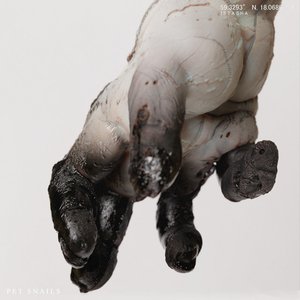 Image for 'The Distortion That Creates Them'