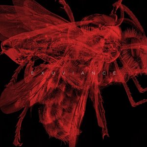 Image for 'Exuviance'