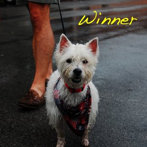“WINNER”的封面