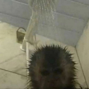 Leokjnnn