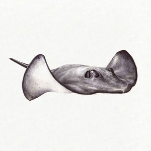 Image for 'Gamma Ray'