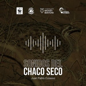 Image for 'Sonidos del Chaco Seco'