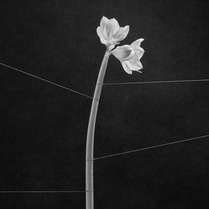 Image for 'Dreamweaver'