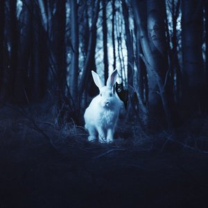 Imagem de 'The Wolf and the Rabbit'