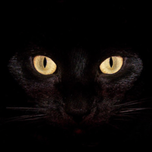 GrizzlyCat317