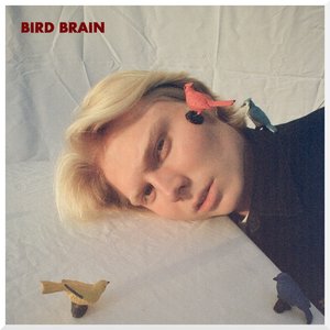 Image pour 'bird brain'