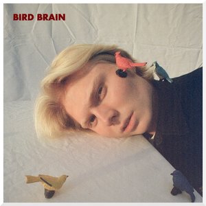 Immagine per 'bird brain'