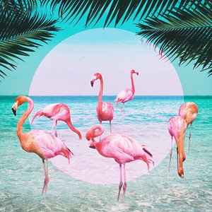 Image pour 'Flamingo'