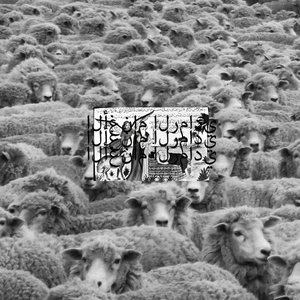 Image pour 'Grey Sheep II'