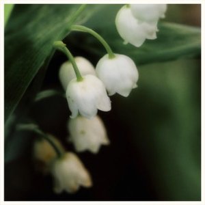 “Chlorophylle”的封面