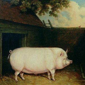 Image for 'The Pig'