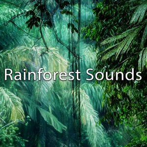 Image for 'Rainforest Sounds'