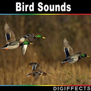 Image for 'Bird Sounds'