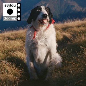 Image for 'Dognip'